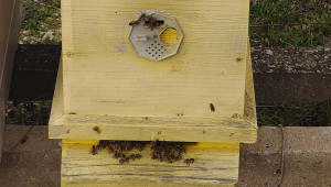 Пчелари: Няма пазар за меда, цената продължава да се срива - Снимка 3