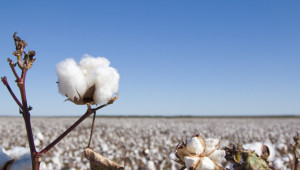 Особености в агротехниката на памук