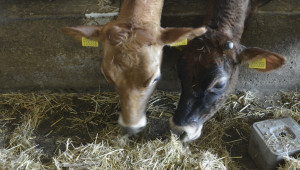 Фермер: Хубави млечни животни отиват под ножа