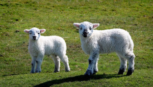 Румънските овцевъди отсега договарят нова цена на агнешкото месо за Великден 2024 - Agri.bg