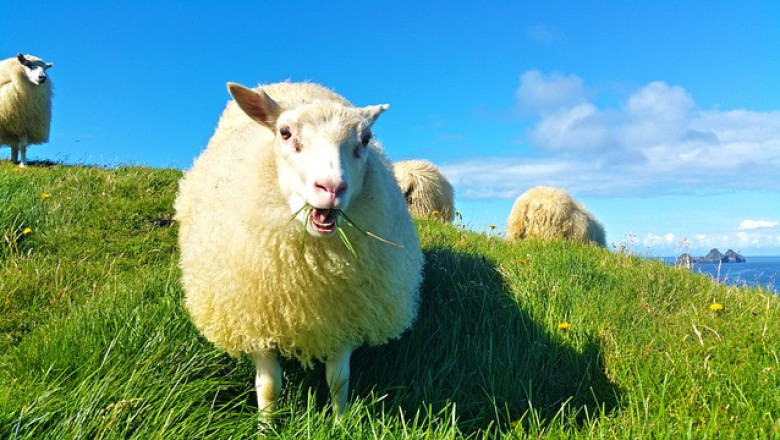 Тренд в Португалия: Овце в лозето