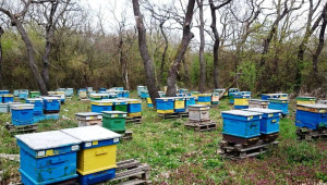 Пчелари: Върви масов отказ от пчеларство - Снимка 2