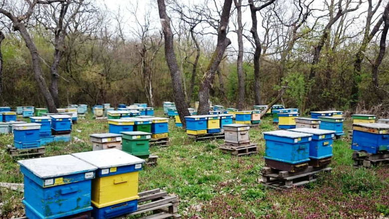 Пчелари: Върви масов отказ от пчеларство