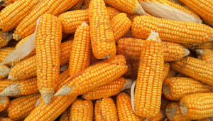 250 000 тона украинска царевица иска да внесе у нас новоизлюпена фирма