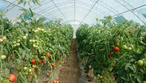 Малчугани ще се учат на зеленчукопроизводство в „Чудната градина“