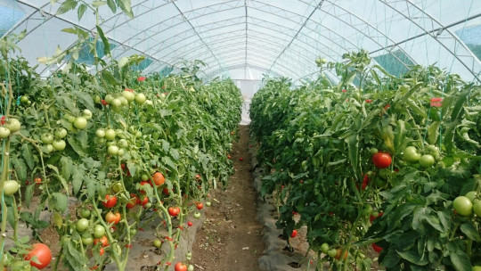 Малчугани ще се учат на зеленчукопроизводство в „Чудната градина“ - Agri.bg