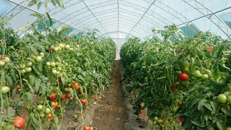 Малчугани ще се учат на зеленчукопроизводство в „Чудната градина“