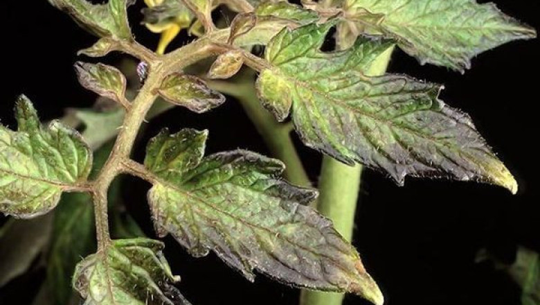 Каква е ролята на калия за живота на растенията?
