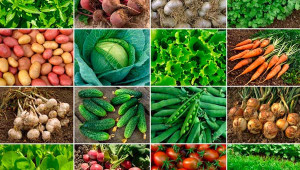 Какви са изискванията на зеленчуковите култури към съдържанието на хранителни вещества в почвата? - Agri.bg