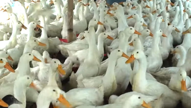 Птичи грип пламна в стопанство с 9 000 патици