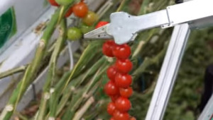 Робот бори недостига на работници в оранжериите за домати и чушки