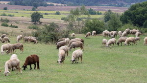 Как овцевъд остана без пасища за поне една стопанска година?