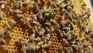 Стартира прием по интервенциите в сектор „Пчеларство“