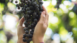 Ще бъде ли затегнат контролът за продажбата на винено грозде и на вино, включително наливно?