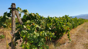 Равносметка: По 500 лева губят лозарите от всеки декар с винено грозде