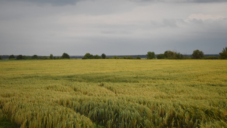 Какви са предложените три варианта за подпомагане на зърнопроизводителите?