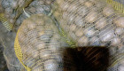 Семена картофи 0,85лв - Снимка 4