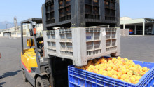 Ще има ли повече събирателни центрове за плодове и зеленчуци в страната? - Agri.bg