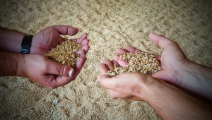 Загубите в зърнопроизводството са от 40 до 70 лв./дка