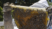 14 предложения за подобряване на пчеларството у нас - Agri.bg