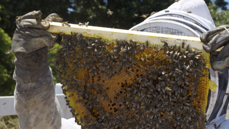 14 предложения за подобряване на пчеларството у нас