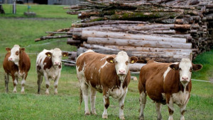 Топ 7 новости от животновъдното изложение в Тексас
