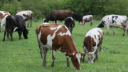 Тенденция: Все по-малко крави и овце, броят на биковете е с 22% ръст - Agri.bg