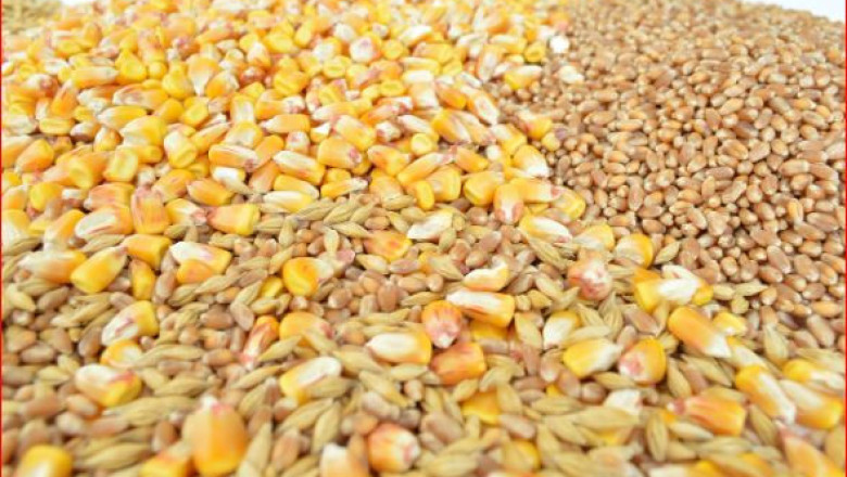Разнопосочно движение при цените на зърното на световните борси