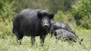 Едва 1000 източнобалкански свине са останали у нас