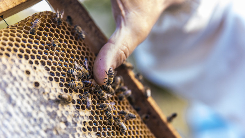 Пчелари питат защо средствата по техните интервенции ще се усвоят едва на 5%