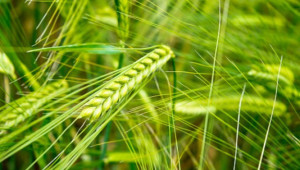 Зимните зърнени житни култури се развиват най-добре на богати с хранителни вещества почви - Agri.bg