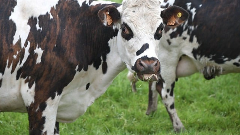 Германия въвежда мерки, за да подкрепи млекопроизводителите
