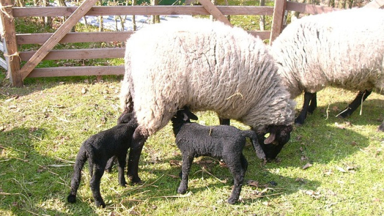 Големите румънски овцевъди предпочитат да изнасят великденските агнета