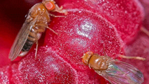 Drosophila suzukii - особено опасен азиатски вид плодова муха