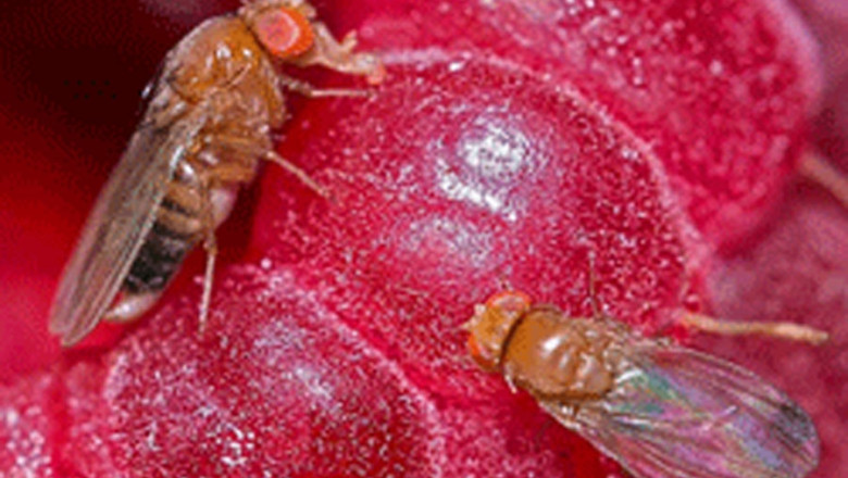 Drosophila suzukii - особено опасен азиатски вид плодова муха