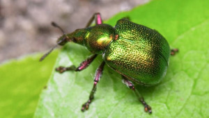 Цигарджия - по-големи повреди причиняват женските бръмбари