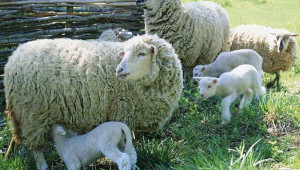 Развъждане на овцете - методи