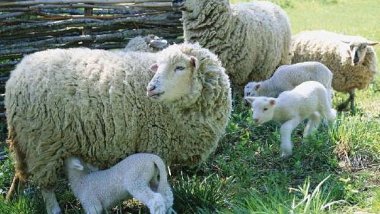 Развъждане на овцете - методи