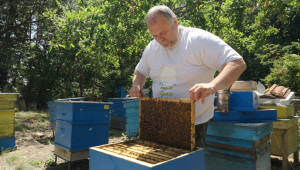 Почти ¼ от дребните пчеларски стопанства са изчезнали за година