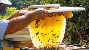 Битката предстои: Истинският пчелен мед срещу „меда без пчели“ - Agri.bg