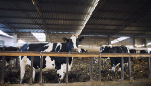 Още две години въздух за големите говедовъдни ферми относно вредните емисии - Agri.bg