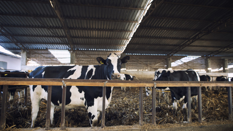Още две години въздух за големите говедовъдни ферми относно вредните емисии