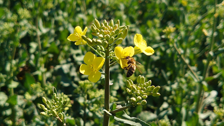 Заради сушата: Все по-малко паша за пчелите в Добруджа
