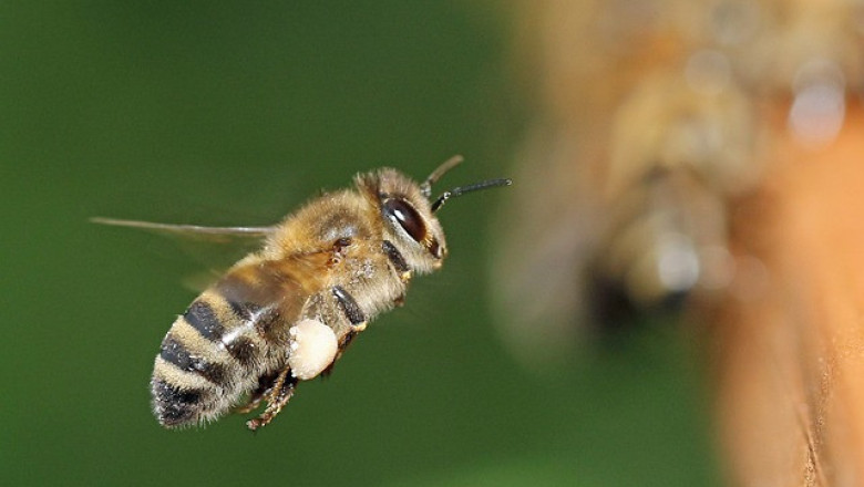 Как Словения превръща градовете в рай за пчелите