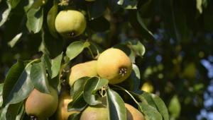 Експерт: Крушите и дюлите са плодовете с потенциал за печалба - Agri.bg