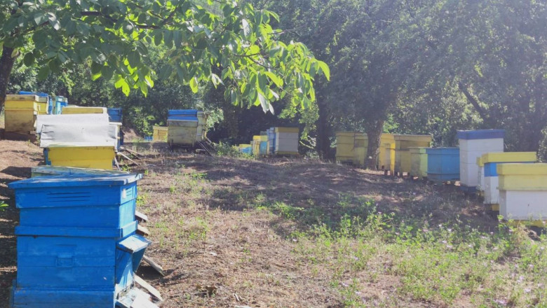 Историята на три поколения пчелари, която започва с един подарен кошер