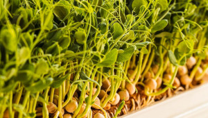 Да откриеш силата на микрозелените - за здраве и успешен бизнес