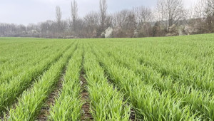 Земеделски стопани: Посевите с пшеница леко изостават в развитието си - Agri.bg