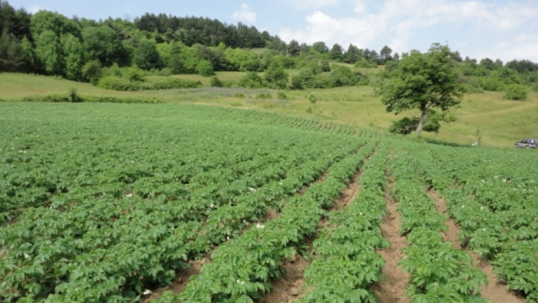 Предлагат нова помощ за картофопроизводителите по обвързаната подкрепа