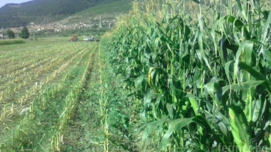 2 стъпки за гарантиран добив от царевицата - Agri.bg